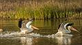 Kirms Photography White Pelican-2